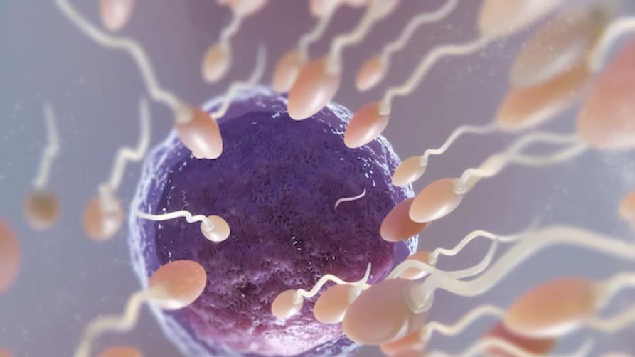 ಟರ್ಕಿಯಲ್ಲಿ IVF ಚಿಕಿತ್ಸೆಯ ಬೆಲೆಗಳು